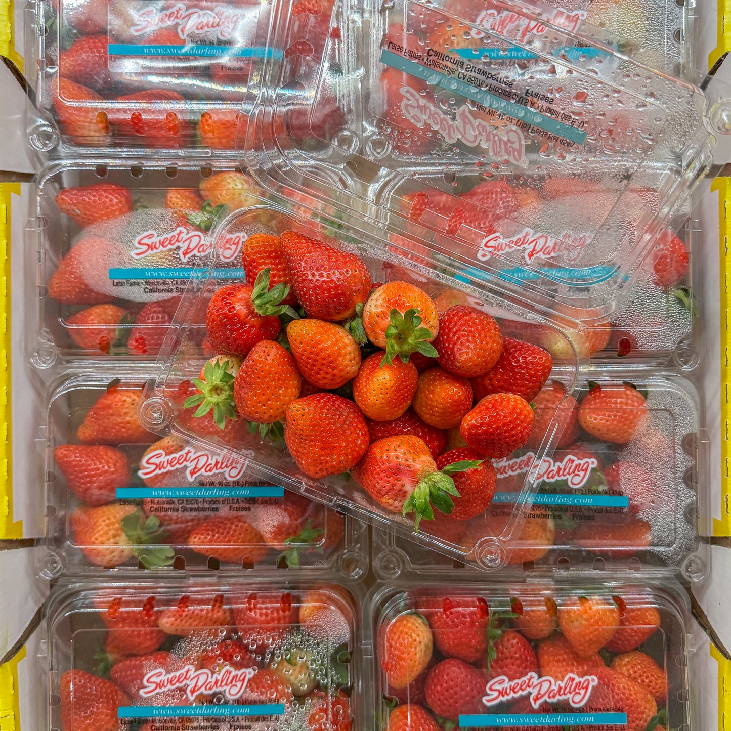 US Sweet Darling Strawberry