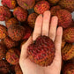 King Lychee (regular seed)